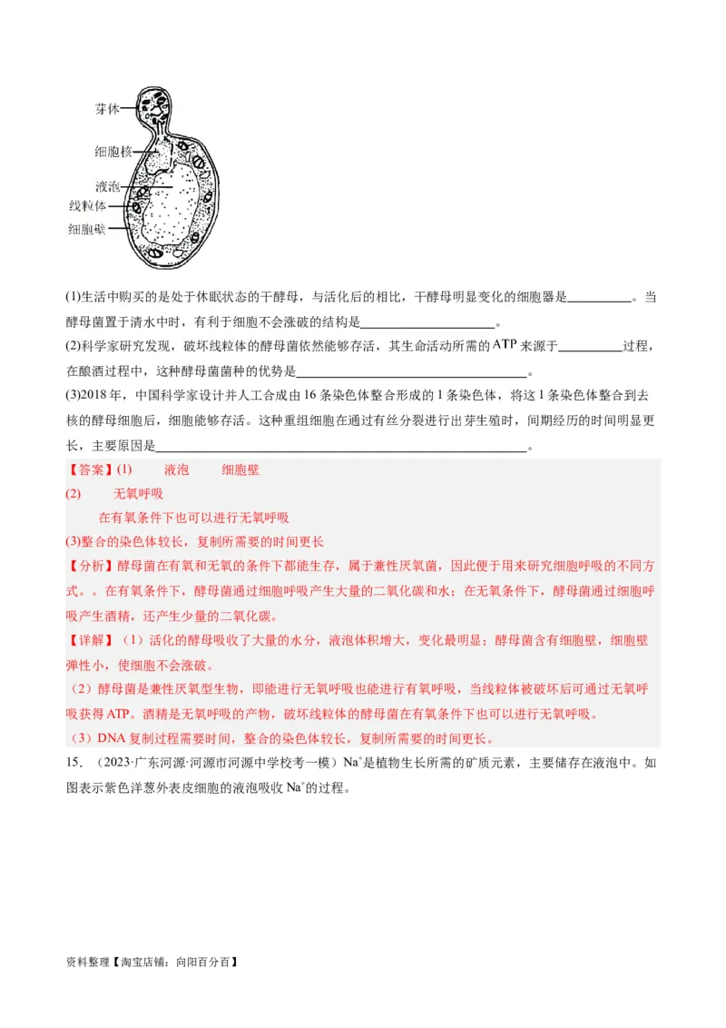 专题01细胞的分子组成、结构和物质运输（分层练）（解析版）_新高考复习资料_2024年新高考复习资料_二轮复习资料_分层练_教师版（含答案解析）