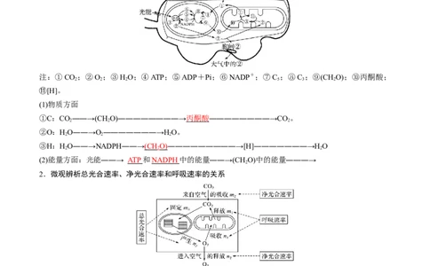 考点通关卷11细胞代谢综合分析（解析版）_2024年新高考资料_1.2024一轮复习_2024年高考生物一轮复习考点通关卷（新高考通用）
