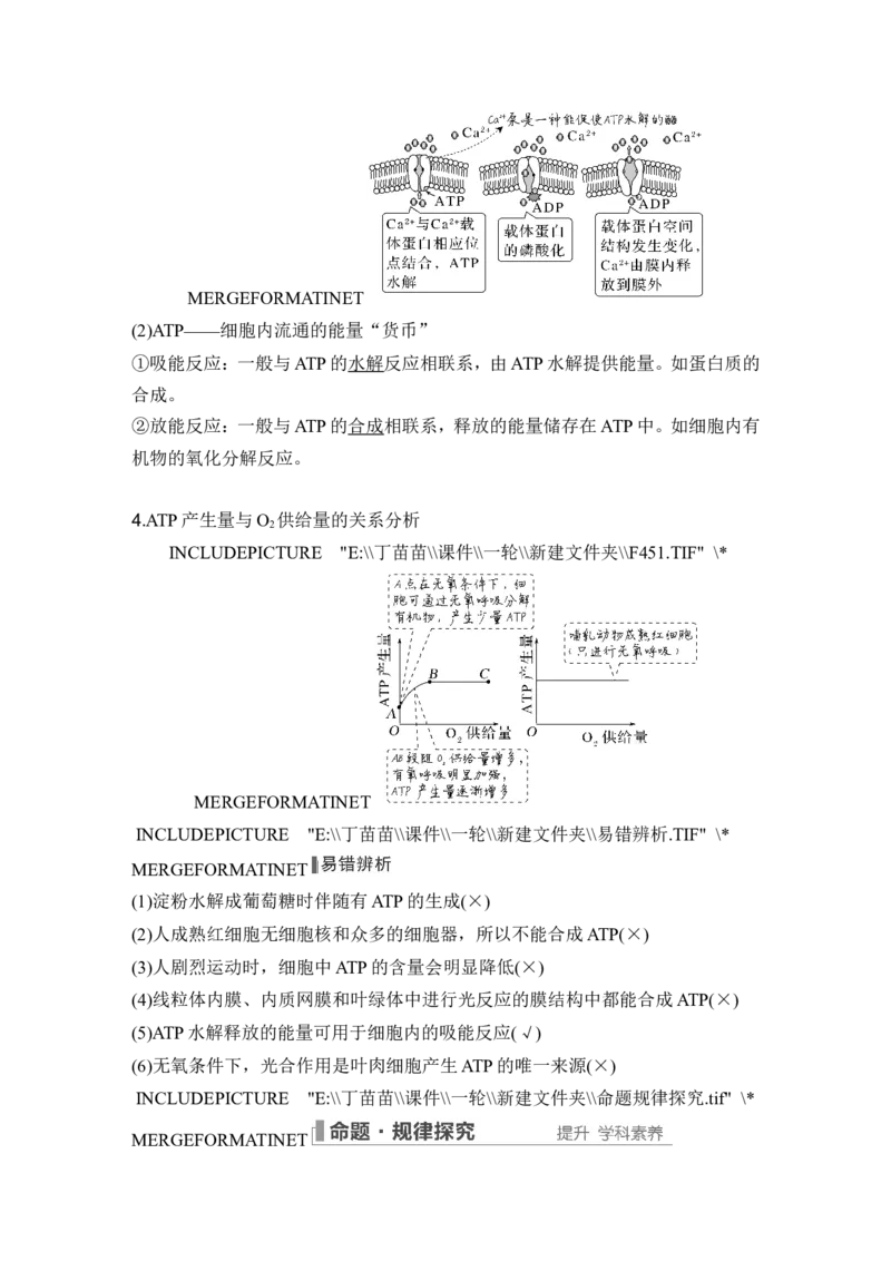 第7讲ATP和酶_2024年新高考资料_1.2024一轮复习_2024年高考生物一轮复习讲义（新人教版）_另附1套Word版题库_必修1_第三单元细胞的能量供应和利用