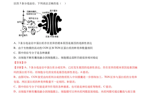 第6讲细胞质和生物膜系统（练习）（解析版）_2024年新高考资料_1.2024一轮复习_2024年高考生物一轮复习讲练测（新教材新高考）