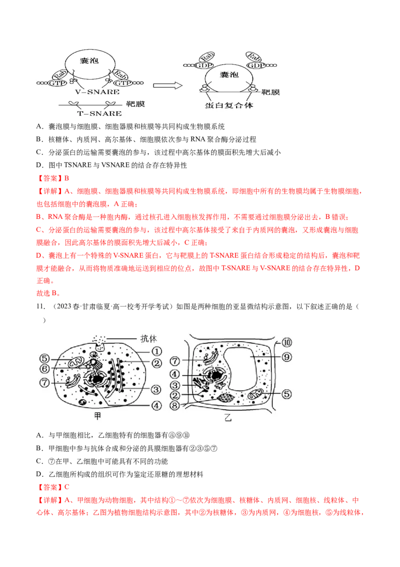 第6讲细胞质和生物膜系统（练习）（解析版）_2024年新高考资料_1.2024一轮复习_2024年高考生物一轮复习讲练测（新教材新高考）