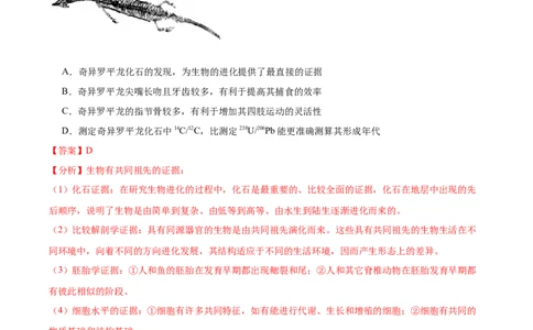 考点通关卷24生物的进化（解析版）_2024年新高考资料_1.2024一轮复习_2024年高考生物一轮复习考点通关卷（新高考通用）_考点通关卷24+生物的进化-2024年高考生物一轮复习考点通关卷