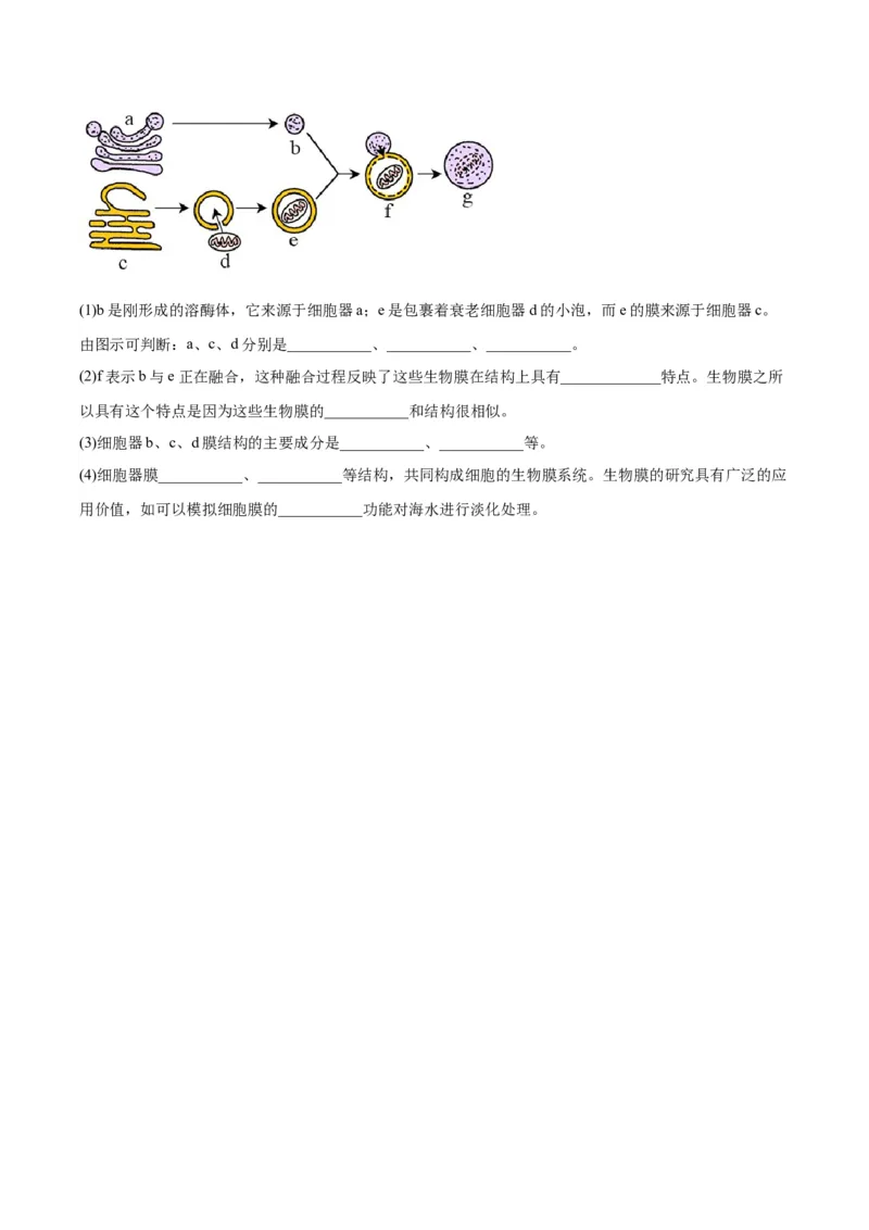 考点通关卷06细胞器和生物膜系统（原卷版）_2024年新高考资料_1.2024一轮复习_2024年高考生物一轮复习考点通关卷（新高考通用）