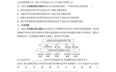 第6单元　课时练1　DNA是主要的遗传物质_2024年新高考资料_1.2024一轮复习_2024年高考生物一轮复习讲义（新人教版）_学生版在此文件夹_一轮复习69练_第六单元　遗传的物质基础