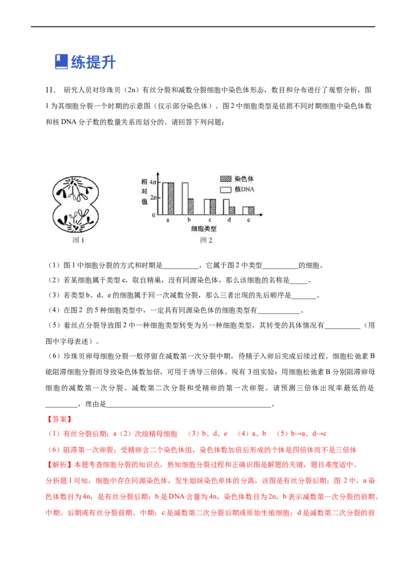 专题06减数分裂及受精作用（练）-2023年高考生物二轮复习讲练测（全国通用）（解析版）_通用版（老高考）复习资料_2023年复习资料_二轮复习_2023年高考生物二轮复习讲练测（全国通用）