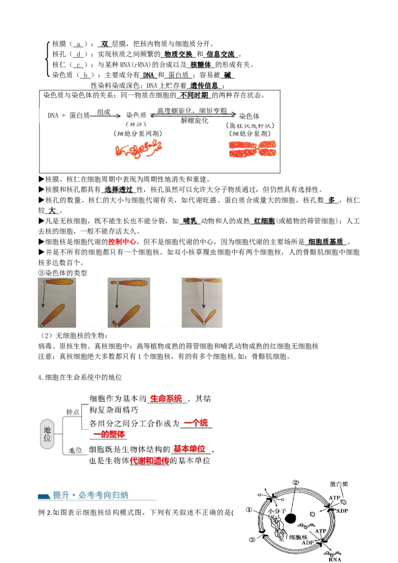 第5讲细胞膜和细胞核（讲义）（教师版）_2024年新高考资料_1.2024一轮复习_2024年高考生物一轮复习讲练测（新教材新高考）