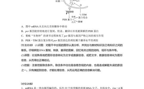 第6单元　微专题四　基因表达调控_2024年新高考资料_1.2024一轮复习_2024年高考生物一轮复习讲义（新人教版）_学生版在此文件夹_大一轮复习讲义_第六单元　遗传的物质基础