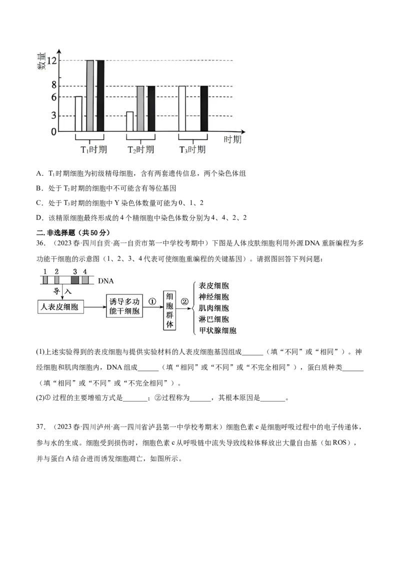第四单元细胞的生命历程（测试）（原卷版）_2024年新高考资料_1.2024一轮复习_2024年高考生物一轮复习讲练测（新教材新高考）