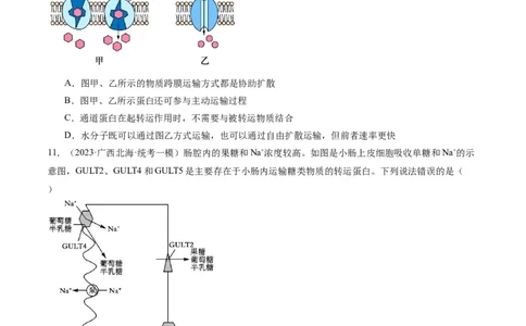 专题01细胞的分子组成、结构和物质运输（分层练）（原卷版）_新高考复习资料_2024年新高考复习资料_二轮复习资料_分层练