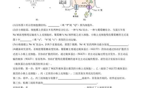 专题01细胞的分子组成、结构和物质运输（分层练）（原卷版）_新高考复习资料_2024年新高考复习资料_二轮复习资料_分层练
