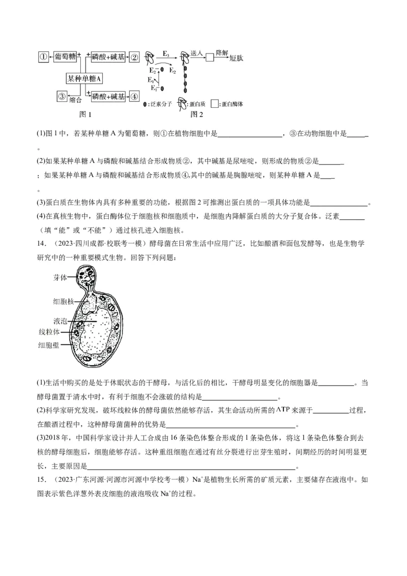 专题01细胞的分子组成、结构和物质运输（分层练）（原卷版）_新高考复习资料_2024年新高考复习资料_二轮复习资料_分层练