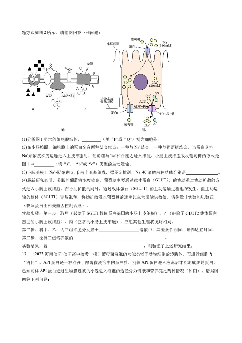 专题01细胞的分子组成、结构和物质运输（分层练）（原卷版）_新高考复习资料_2024年新高考复习资料_二轮复习资料_分层练