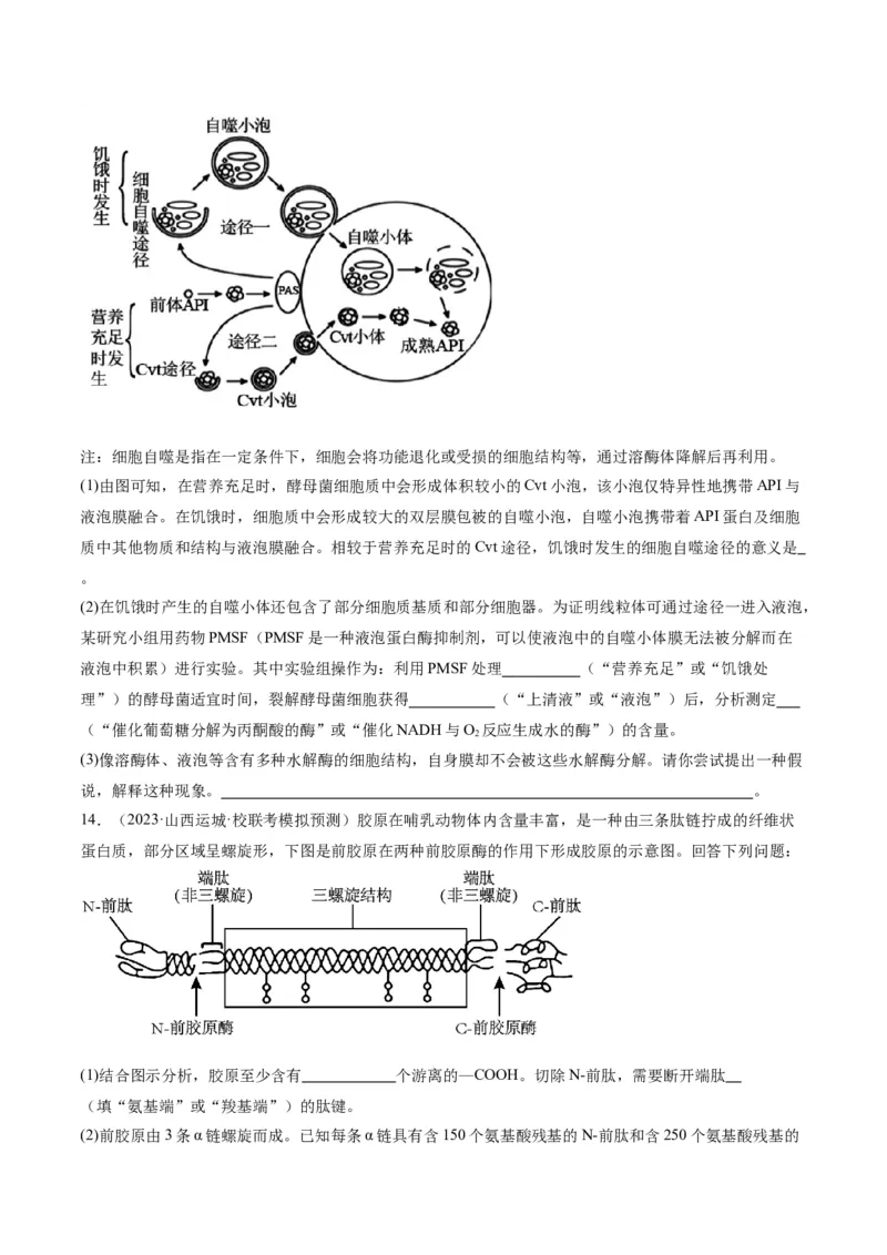 专题01细胞的分子组成、结构和物质运输（分层练）（原卷版）_新高考复习资料_2024年新高考复习资料_二轮复习资料_分层练