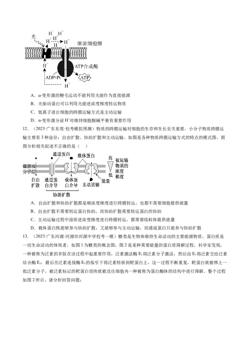 专题01细胞的分子组成、结构和物质运输（分层练）（原卷版）_新高考复习资料_2024年新高考复习资料_二轮复习资料_分层练