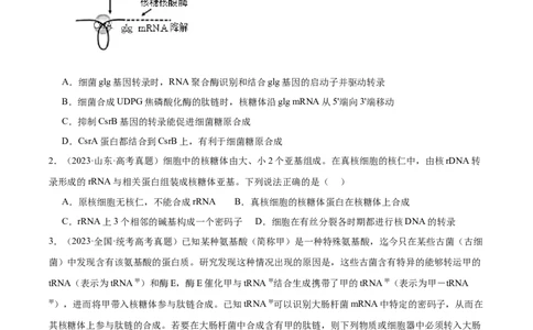 考点通关卷22基因的表达、基因与性状的关系（原卷版）_2024年新高考资料_1.2024一轮复习_2024年高考生物一轮复习考点通关卷（新高考通用）