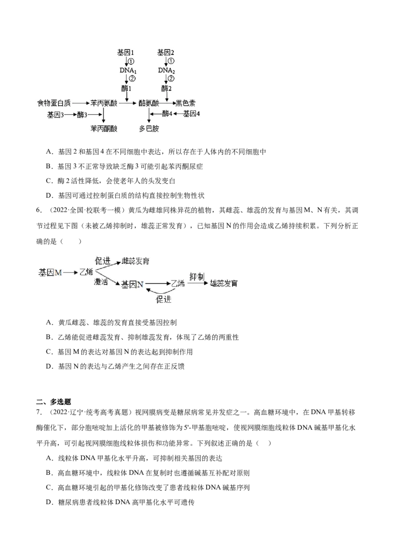 考点通关卷22基因的表达、基因与性状的关系（原卷版）_2024年新高考资料_1.2024一轮复习_2024年高考生物一轮复习考点通关卷（新高考通用）