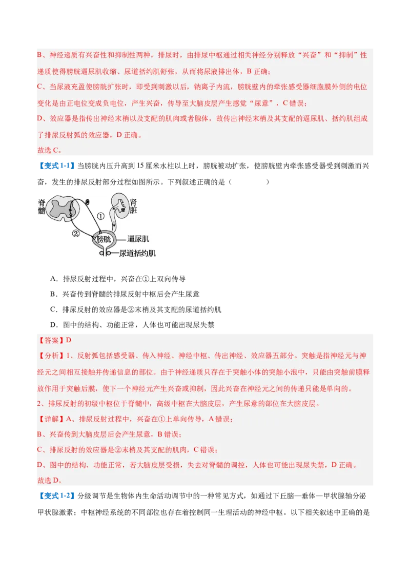 专题12神经调节（6大题型）（解析版）_2025年新高考资料_一轮复习_备战2025年高考生物一轮复习题型全覆盖（新高考通用）