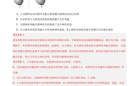 专题12神经调节（6大题型）（解析版）_2025年新高考资料_一轮复习_备战2025年高考生物一轮复习题型全覆盖（新高考通用）