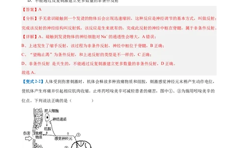 专题12神经调节（6大题型）（解析版）_2025年新高考资料_一轮复习_备战2025年高考生物一轮复习题型全覆盖（新高考通用）