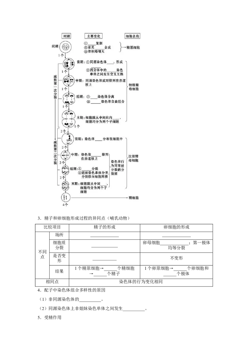 专题11_减数分裂与受精作用(学生版)_新高考复习资料_2023年新高考复习资料_二轮复习_增分要点2023高考生物二轮复习专题解读和分层训练291073137