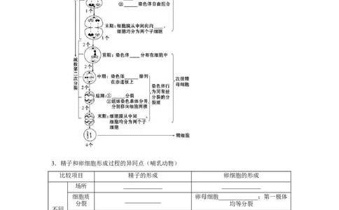 专题11_减数分裂与受精作用(学生版)_新高考复习资料_2023年新高考复习资料_二轮复习_增分要点2023高考生物二轮复习专题解读和分层训练291073137