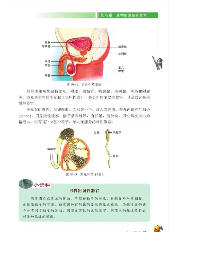 北师大版初中生物8年级上册电子课本_初中电子课本_9.生物_北师大版