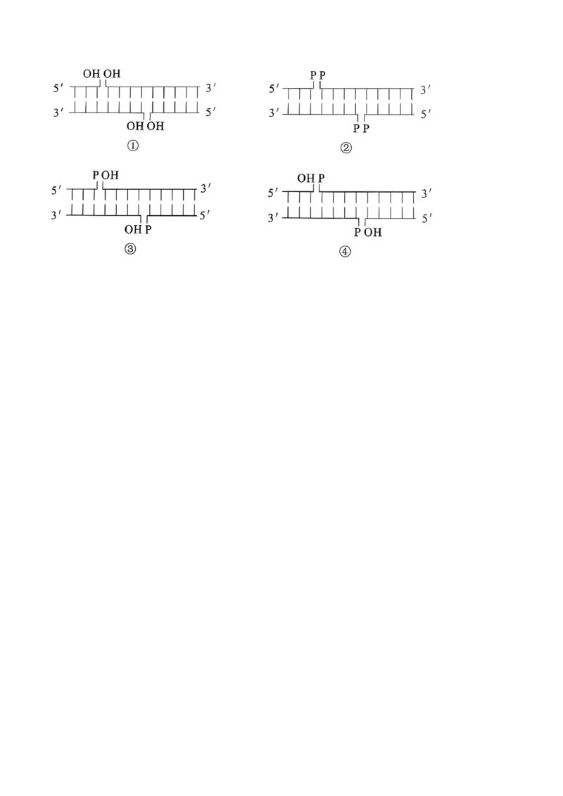 黄金卷04（新教材单科）-赢在高考&middot;黄金8卷备战2024年高考生物模拟卷（全国卷专用）（考试版）_2024年新高考资料_4.2024高考模拟预测试卷