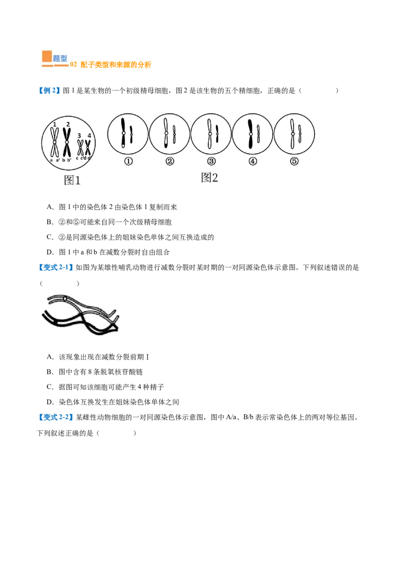 专题08减数分裂和受精作用（5大题型）（原卷版）_2025年新高考资料_一轮复习_备战2025年高考生物一轮复习题型全覆盖（新高考通用）