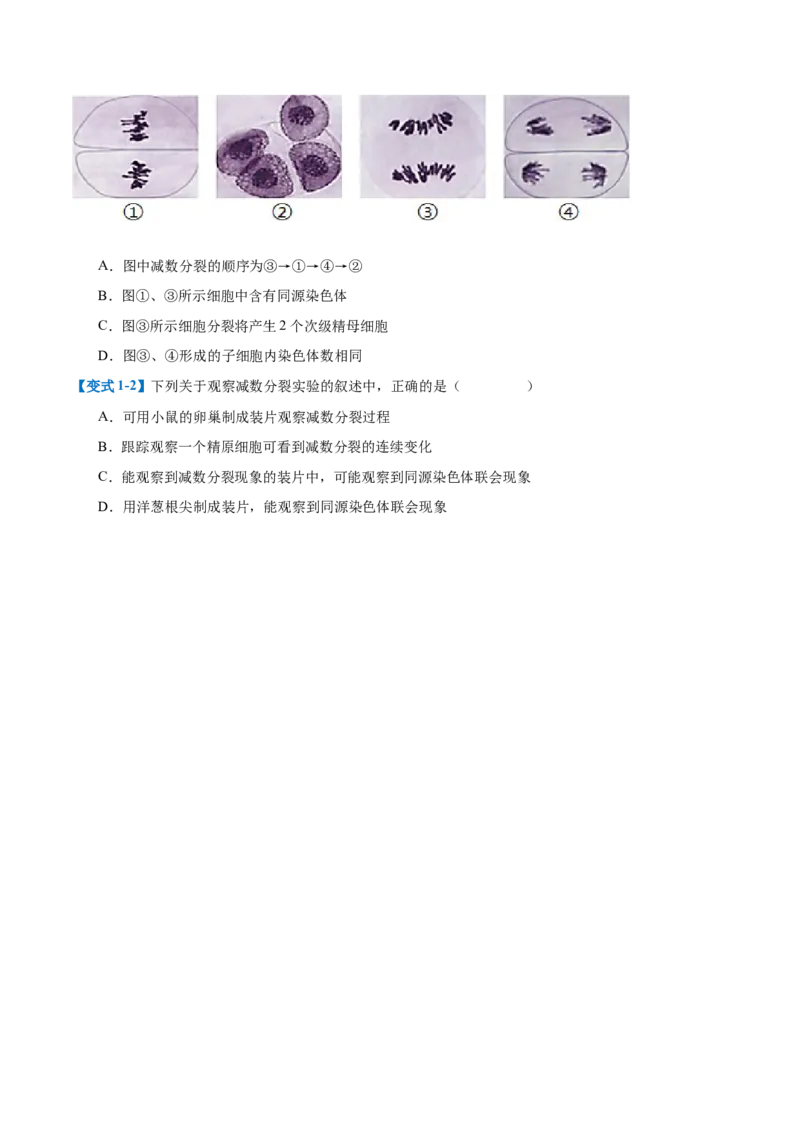 专题08减数分裂和受精作用（5大题型）（原卷版）_2025年新高考资料_一轮复习_备战2025年高考生物一轮复习题型全覆盖（新高考通用）