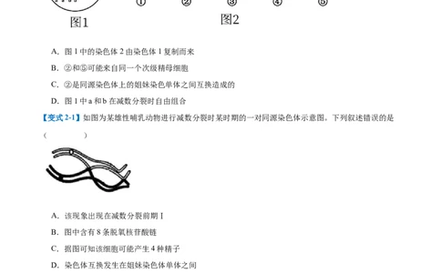 专题08减数分裂和受精作用（5大题型）（原卷版）_2025年新高考资料_一轮复习_备战2025年高考生物一轮复习题型全覆盖（新高考通用）
