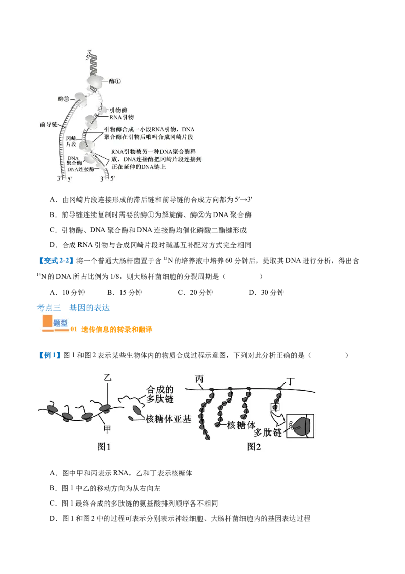 专题10遗传的物质基础（10大题型）（原卷版）_2025年新高考资料_一轮复习_备战2025年高考生物一轮复习题型全覆盖（新高考通用）