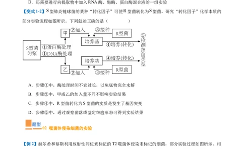专题10遗传的物质基础（10大题型）（原卷版）_2025年新高考资料_一轮复习_备战2025年高考生物一轮复习题型全覆盖（新高考通用）