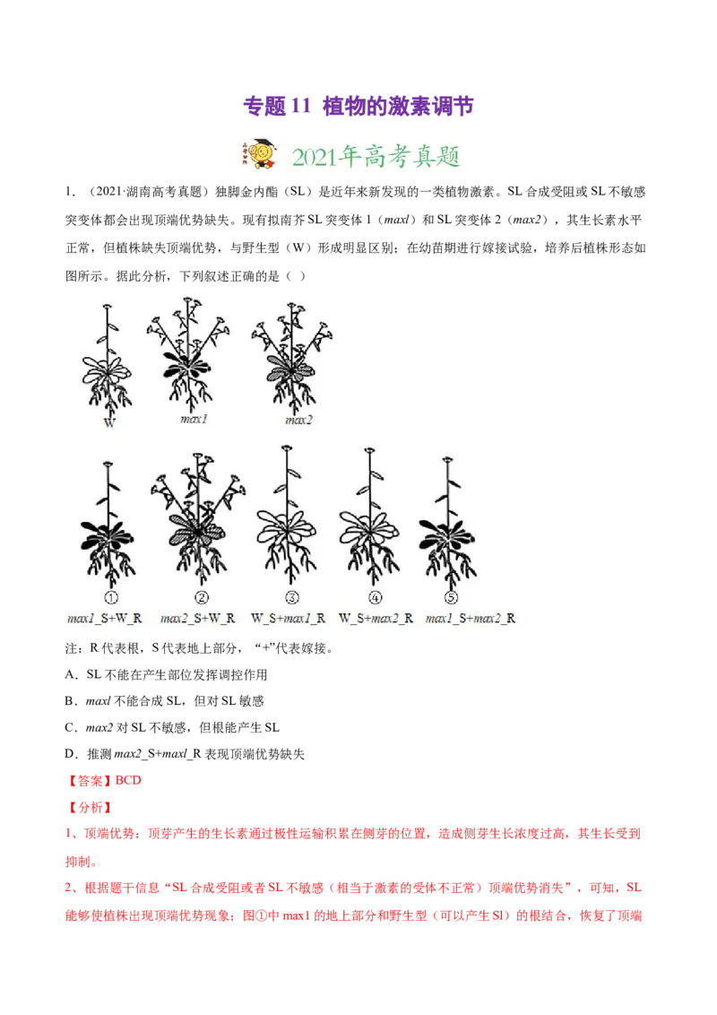 专题11植物的激素调节-2021年高考真题和模拟题生物分项汇编（解析版）_新高考复习资料_2022年新高考复习资料_2021年高考真题和模拟题生物分项汇编7.30更新
