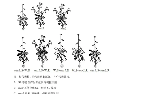 专题11植物的激素调节-2021年高考真题和模拟题生物分项汇编（解析版）_新高考复习资料_2022年新高考复习资料_2021年高考真题和模拟题生物分项汇编7.30更新