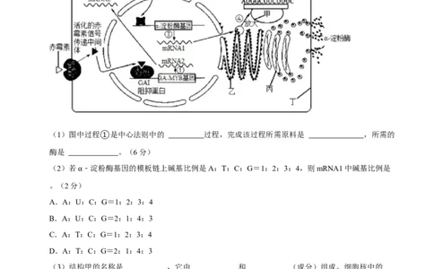 黄金卷04（考试版）-赢在高考&middot;黄金8卷备战2024年高考生物模拟卷（上海专用）_2024年新高考资料_4.2024高考模拟预测试卷
