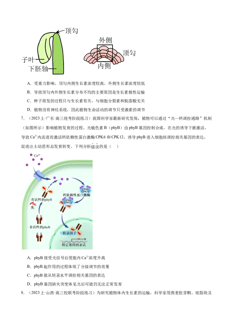 专题08植物生命活动的调节（分层练）（原卷版）_新高考复习资料_2024年新高考复习资料_二轮复习资料_高频考点解密2024年高考生物二轮复习高频考点追踪与预测（新高考专用）