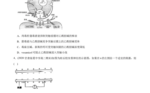 专题13神经调节-2021年高考生物真题与模拟题分类训练（学生版）_新高考复习资料_2023年新高考复习资料_一轮复习_2023年新高考大一轮复习讲义_赠2021年高考生物真题与模拟题分类训练