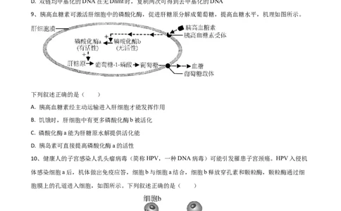 黄金卷07（考试版）-赢在高考&middot;黄金8卷备战2024年高考生物模拟卷（河北专用）_2024年新高考资料_4.2024高考模拟预测试卷