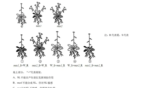 专题11植物的激素调节-2021年高考生物真题与模拟题分类训练（学生版）_新高考复习资料_2023年新高考复习资料_一轮复习_2023年新高考大一轮复习讲义