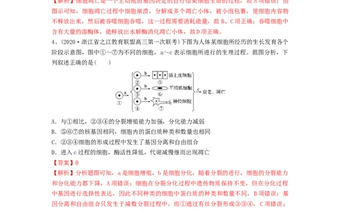 专题13细胞的分化、衰老和死亡（精练）（解析版）_新高考复习资料_2024年新高考复习资料_一轮复习资料_完备战2024年高考生物一轮复习串讲精练（新高考专用）_精练_解析版