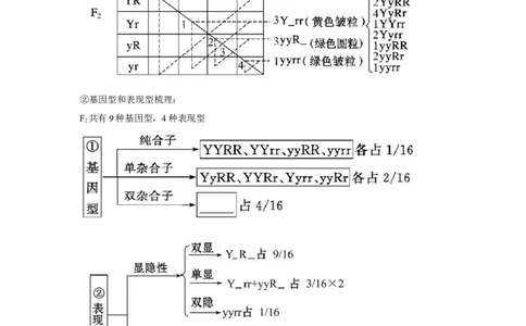 专题14_基因的自由组合定律(教师版)_新高考复习资料_2023年新高考复习资料_二轮复习_增分要点2023高考生物二轮复习专题解读和分层训练291073137