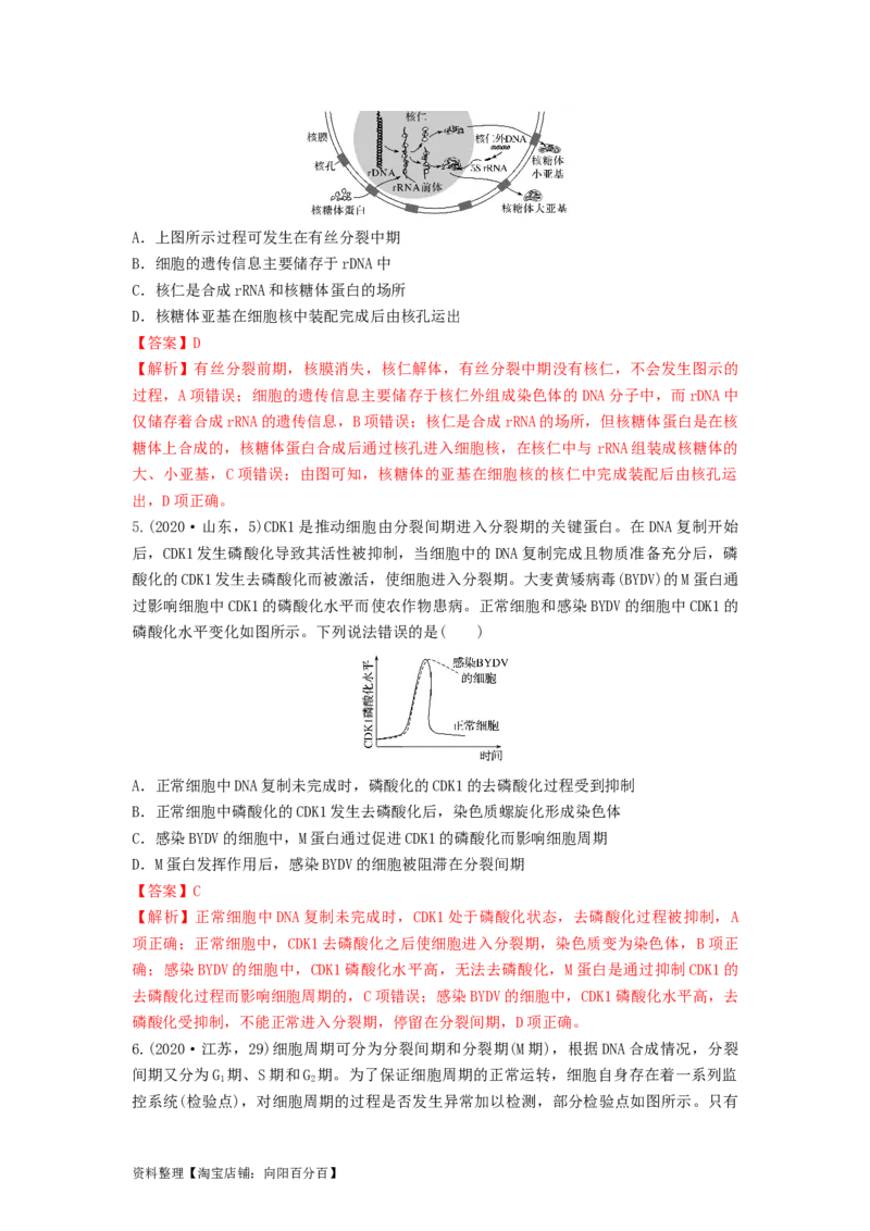 专题11细胞的增殖（串讲）（解析版）_新高考复习资料_2024年新高考复习资料_一轮复习资料_完备战2024年高考生物一轮复习串讲精练（新高考专用）_串讲_解析版
