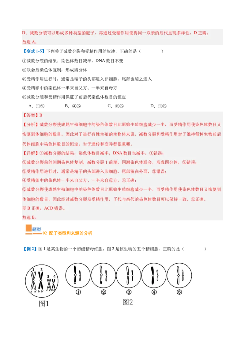 专题08减数分裂和受精作用（5大题型）（解析版）_2025年新高考资料_一轮复习_备战2025年高考生物一轮复习题型全覆盖（新高考通用）
