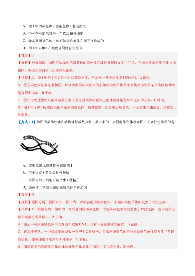 专题08减数分裂和受精作用（5大题型）（解析版）_2025年新高考资料_一轮复习_备战2025年高考生物一轮复习题型全覆盖（新高考通用）