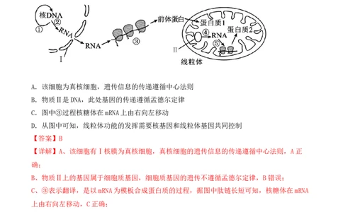 专题08基因的表达以及基因频率的计算（解析版）_新高考复习资料_2024年新高考复习资料_一轮复习资料_完备战2024年高考生物一轮复习重难点突破讲解与训练（新教材）