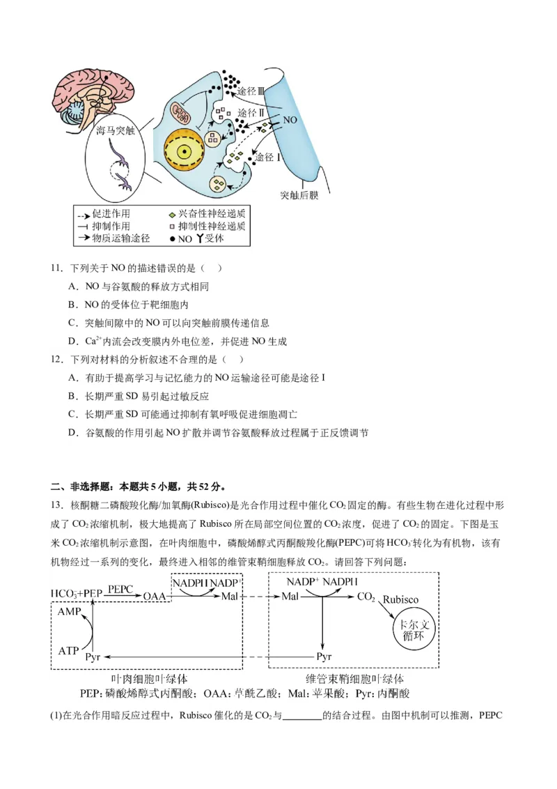 黄金卷04（考试版）-赢在高考&middot;黄金8卷备战2024年高考生物模拟卷（天津专用）_2024年新高考资料_4.2024高考模拟预测试卷