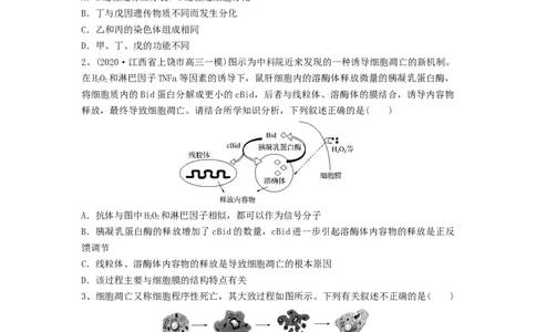 专题13细胞的分化、衰老和死亡（精练）（原卷版）_新高考复习资料_2024年新高考复习资料_一轮复习资料_完备战2024年高考生物一轮复习串讲精练（新高考专用）_精练