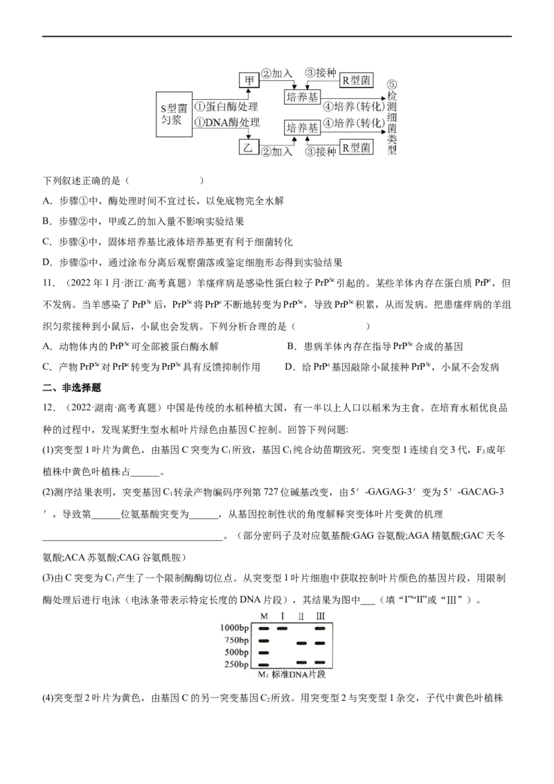 专题09遗传的分子基础（练）-2023年高考生物二轮复习讲练测（全国通用）（原卷版）_通用版（老高考）复习资料_2023年复习资料_二轮复习_2023年高考生物二轮复习讲练测（全国通用）