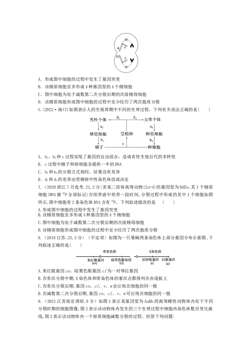 专题12减数分裂和受精作用（串讲）（原卷版）_新高考复习资料_2024年新高考复习资料_一轮复习资料_完备战2024年高考生物一轮复习串讲精练（新高考专用）_串讲
