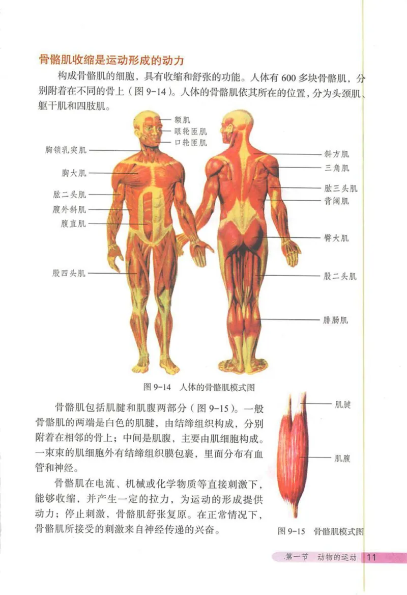 北京版八年级生物上册_初中电子课本_9.生物_北京版